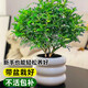 藝森園正宗清香胡椒木盆栽花卉室內外驅蚊草植物樹(shù)苗老樁盆景九里香綠植 胡椒木大苗(冰紋盆自吸送肥料+陶粒)