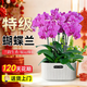 卉優(yōu)蝴蝶蘭金桔大花蕙蘭帶花室內客廳門(mén)店開(kāi)業(yè)送禮年宵花鮮花卉 特級-紫花蝴蝶蘭八花箭+狼尾蕨-雅紋盆