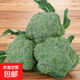 露天新鮮西蘭花時(shí)令蔬菜露天花菜農家自種花菜沙拉蔬菜火鍋必備 3斤
