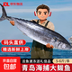 青島海捕大鲅魚(yú)馬鮫魚(yú)燕鲅魚(yú)整條凈重無(wú)冰 海鮮禮盒送禮 魚(yú)類(lèi)生鮮 整條大鲅魚(yú)5-6斤/條