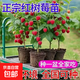 樹(shù)莓苗雙季樹(shù)莓覆盆子樹(shù)苗黃紅樹(shù)莓苗南方北方種植盆栽地栽果樹(shù)苗 店長(cháng)推薦5年苗果多【品種留言】