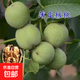 紙皮核桃樹(shù)苗果苗新疆185南北方庭院地栽盆栽嫁接薄皮特大核桃苗 薄皮核桃 4年苗【少量結果】