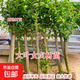 大葉女貞樹(shù)苗大樹(shù)高桿大葉女貞小苗庭院綠化南北方種植四季常青 8厘米粗