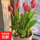 帶花或者帶芽郁金香花苗原土耐寒花卉水培土培室內陽(yáng)臺盆栽 5顆郁金香苗+加侖盆+土+送營(yíng)養液（顏色隨機）