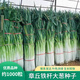 正宗山東章丘大蔥種子高產(chǎn)鐵桿蔥種蔬菜種子苗種籽四季小蔥籽菜籽 章丘大蔥種子約1000粒*2包【家庭種植推薦】