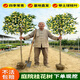 茤藝稞大型桂花樹(shù)苗原生金桂丹桂庭院別墅地栽濃香型植物耐寒四季桂綠化 桂花 原生桂花小苗60高度5棵裝