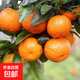 【當季爆甜】廣西砂糖橘當季新鮮水果薄皮沙糖桔子蜜桔蜜橘子 砂糖橘帶箱9斤