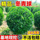 茤藝稞冬青球樹(shù)苗地栽耐寒植物大葉黃楊球型庭院別墅圍墻籬笆樹(shù)綠化苗木 冬青 精品冬青原土球【30-40冠幅】高40厘米