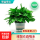 大盆綠蘿盆栽室內客廳新房吸甲醛綠植花卉辦公室植物綠籮凈化空氣 【大款】加綸吸水雙層4盆送10包肥料 帶盆帶土【基地直發(fā)】