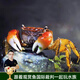云峰海瑞 觀(guān)賞蟹活體螃蟹寵物蟹 水族箱水草活體蟹 相手蟹3只（4厘米左右）