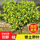金桔盆栽樹(shù)苗四季果樹(shù)食用小金桔子苗脆皮金橘招財果室內植物 8年脆皮金桔苗（馬上結果）死苗包賠