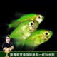 云峰海瑞 水族箱小型熱帶魚(yú)觀(guān)賞魚(yú)活體紅綠燈魚(yú)淡水水族電光魚(yú)美人天使魚(yú) 青檸檬天使拉拉  2條裝