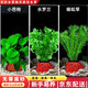 瘋狂水草（FKSC）真水草魚(yú)缸造景套餐凈化水質(zhì)懶人魚(yú)缸水草植物直接入缸蜈蚣草 【火山石】易養組合一3棵
