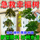 幸福樹(shù)專(zhuān)用肥料營(yíng)養液急救葉子干枯落葉掉葉子發(fā)黃爛根盆栽肥料 【2瓶】四季通用 直噴營(yíng)養液 300ml 2瓶