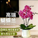 雙盟玫紅四株蝴蝶蘭帶花苞易養蘭花卉四季開(kāi)花綠植盆栽豎紋盆源頭直發(fā)