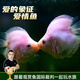 云峰海瑞 水族箱小型熱帶魚(yú)觀(guān)賞魚(yú)活體紅綠燈魚(yú)淡水水族電光魚(yú)美人天使魚(yú) 接吻魚(yú)3條
