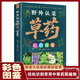 【官方正版】野外認采草藥彩色圖鑒 中醫入門(mén)中草藥大全書(shū)籍藥材植物彩圖大全 野外認采草藥彩色圖鑒 認準正版
