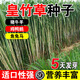 雅之寧四季新型皇竹草子種孑多年生種子品種 黃竹草種 甜象草種養殖畜牧 試種裝50克國產(chǎn)