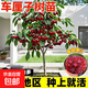 櫻桃樹(shù)苗車(chē)厘子櫻桃南北方種植當年結果櫻桃苗俄羅斯八號櫻桃庭院 智利車(chē)厘子（6年苗當年結果）