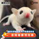暮秋小主蜜袋鼯活物幼崽小飛鼠會(huì )滑翔蜜袋鼠寶寶蜜袋鼬活體寵物鼠活寵 純白幼蜜【公】【高雅】