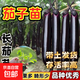 大龍紫把長(cháng)茄苗帶土發(fā)貨穴盤(pán)育苗 紫長(cháng)茄子苗 10棵【苗廠(chǎng)精選】