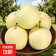 河北皇冠雪梨冰糖雪梨水果鴨梨玉露香梨 白皇冠凈重5斤單果200g