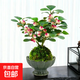 小盼菩提盆栽水培植物苔蘚球辦公室內帶果花卉四季好養茶桌面綠植 小盼菩提（苔蘚球） 碧綠蓮花盞（15個(gè)果子以上）