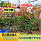 濱淇紅葉石楠小苗庭院耐寒綠化苗木 紅葉石楠30-40cm高50棵源頭直發(fā)