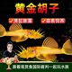 【魚(yú)缸保潔隊】黃金胡子魚(yú)觀(guān)賞魚(yú)魚(yú)缸救星24小時(shí)啃藻草缸 【水族】黃金胡子 2條 2-2.5cm