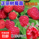 樹(shù)莓苗雙季樹(shù)莓覆盆子樹(shù)苗黃紅樹(shù)莓苗南方北方種植盆栽地栽果樹(shù)苗 秋福雙季【當年結果】