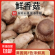 現摘現發(fā)香菇食用菌菇新鮮采摘香菇冬菇火鍋煲湯爆炒新鮮蔬菜菌菇 2斤1000g