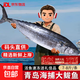 青島海捕大鲅魚(yú)馬鮫魚(yú)燕鲅魚(yú)整條凈重無(wú)冰 海鮮禮盒送禮 魚(yú)類(lèi)生鮮 【精品禮盒裝】7-8斤/條