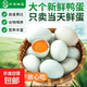 大個(gè)新鮮生鴨蛋綠殼土鴨蛋農家散養青皮鴨蛋整箱批發(fā)現撿現發(fā) 20枚【新鮮鴨蛋 現撿現發(fā)】 單枚60克-70克