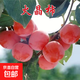 柿子樹(shù)苗爆甜嫁接火晶柿樹(shù)苗特大脆甜柿子樹(shù)苗盆栽地栽南北方種植 火晶柿子?五年苗?當年結果?高度90-1.1米