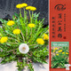 壽禾蒲公英種子種苗野菜食用四季蔬菜種籽 常纓蒲公英種子5g約6000粒