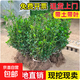 冬青樹(shù)苗大葉黃楊苗叢生北海道黃楊籬笆苗四季常青綠籬圍墻植物 北海道冬青樹(shù)苗【30-40cm高】50棵 201cm(含)-230cm(含)