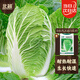 北蔬 夏陽(yáng)白菜種子苗春季大白菜菜種籽 華良熱王45白菜種子5g約1600粒