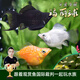 云峰海瑞胎生魚(yú)活體觀(guān)賞魚(yú)瑪麗月光牡丹米奇淡水觀(guān)賞繁殖瑪麗球小型熱帶魚(yú) 胖嘟嘟的瑪麗球6條 （有快生的）
