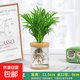 水培植物盆栽綠蘿梔子花辦公室內花卉小綠植多季好養多肉水養盆栽 袖珍椰子+【水培瓶】
