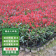 濱淇紅葉石楠小苗紅羅賓綠化苗木 紅葉石楠精品大杯苗1棵源頭直發(fā)
