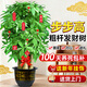 卉優(yōu)步步高發(fā)財樹(shù)大葉綠蘿龍血樹(shù)盆栽客廳辦公室內開(kāi)業(yè)喬遷大型綠植 甄選·粗桿步步高發(fā)財樹(shù)【1.6-1.8米】福字盆 主圖盆