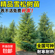 雪松樹(shù)苗圣誕樹(shù)苗四季常青寶塔松耐寒綠化松樹(shù)苗雪松苗迎客松小苗 【帶土發(fā)貨 量大優(yōu)惠】精品雪松苗70-90cm高