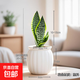 金邊虎皮蘭盆栽室內客廳花卉綠植辦公室凈虎尾蘭 【1盆】虎皮蘭+白色南瓜盆+自吸水繩