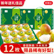 京地達梨山西隰縣玉露香梨禮盒 凈重8斤單果250g 梨子新鮮源頭直發(fā)包郵