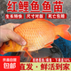 紅鯉魚(yú)苗批發(fā)淡水養殖食用活體鯉魚(yú)苗大紅興國鯉魚(yú)魚(yú)苗耐活冷水魚(yú)觀(guān)賞魚(yú) 紅鯉魚(yú)苗8-10厘米10條