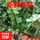 【東東買(mǎi)菜】新鮮現挖香菜提味時(shí)令農家芫荽四季香菜新鮮火鍋蔬菜 整箱1斤裝嘗鮮試吃