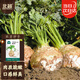 北蔬 根芹種子種苗大頭芹菜根洋芹盆栽春季種蔬菜種籽 根芹種子1000粒