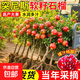 石榴樹(shù)樹(shù)苗突尼斯軟籽石榴苗盆栽庭院果樹(shù)特大帶土無(wú)籽甜石榴樹(shù)苗 大紅袍石榴5年苗帶土帶分枝（當年結果） 81cm(含)-110cm(含)