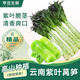 亨迅云南萵筍新鮮帶葉紫葉萵苣芥菜青筍時(shí)令現挖蔬菜 凈重5斤 精選裝