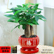 綠有意發(fā)財樹(shù)盆栽招財室內客廳盆景綠植辦公室內桌擺花卉植物粗桿搖錢(qián)樹(shù) 三桿發(fā)財樹(shù)（紅福陶瓷）+液